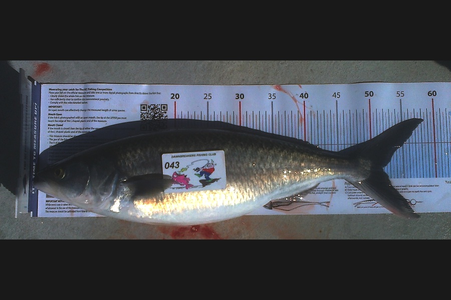Reid forrest caught this 51.5cm Kahawai at Outer Tasman Bay during The Export NZ Fishing Competition