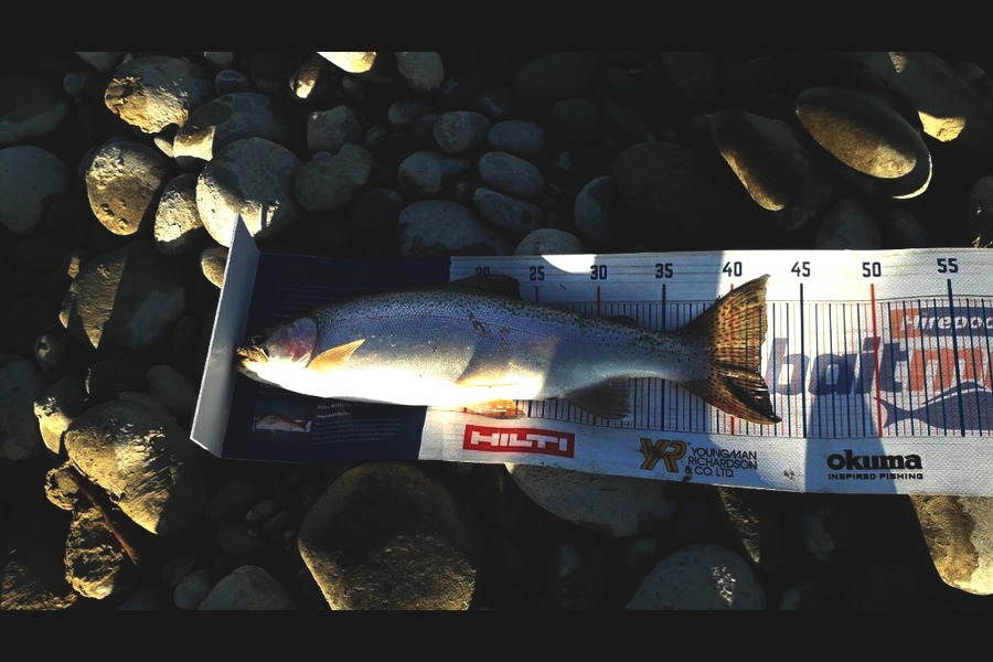 Bob Murphy caught this 42.0cm Trout at Waitaki  during The Export NZ Fishing Competition