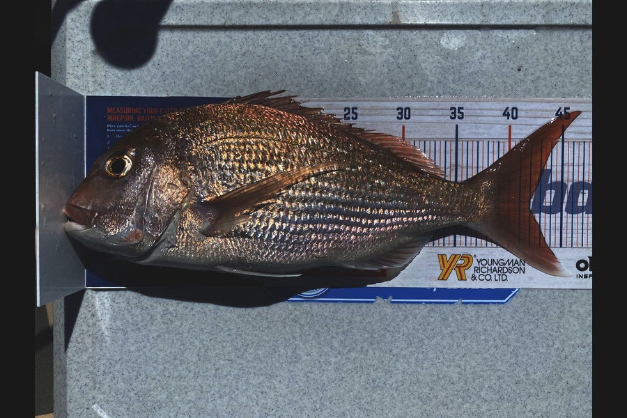 Ian Pedersen caught this 42.0cm Snapper at BOP during The Export NZ Fishing Competition