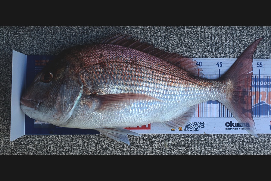 Kristian Borgolte caught this 52.5cm Snapper at Houhora during The Export NZ Fishing Competition
