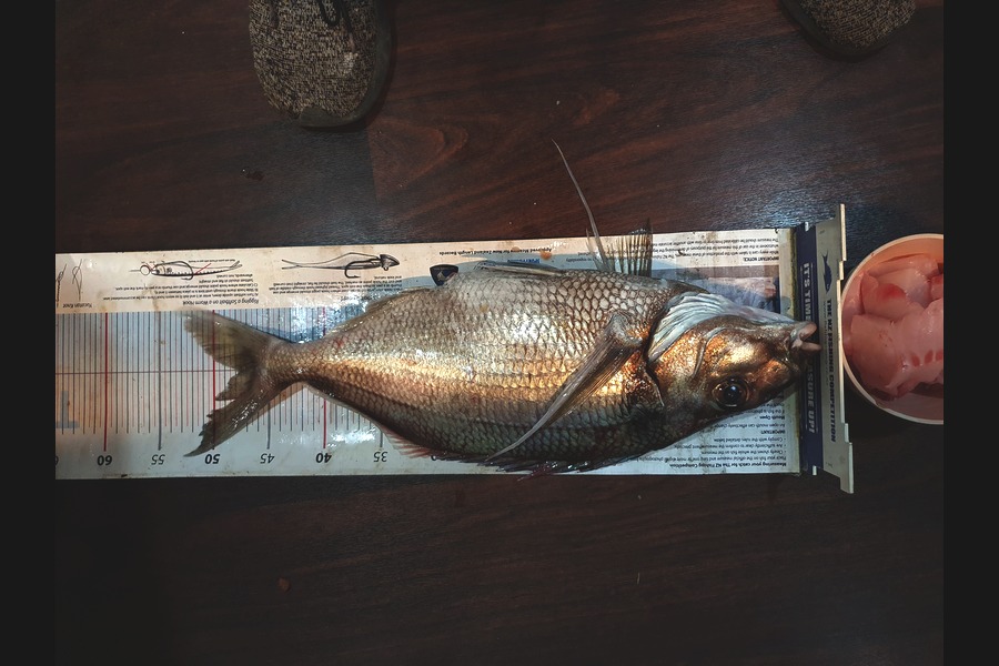 Scott Brenton caught this 47.0cm Tarakihi at Southcoast welly during The Export NZ Fishing Competition
