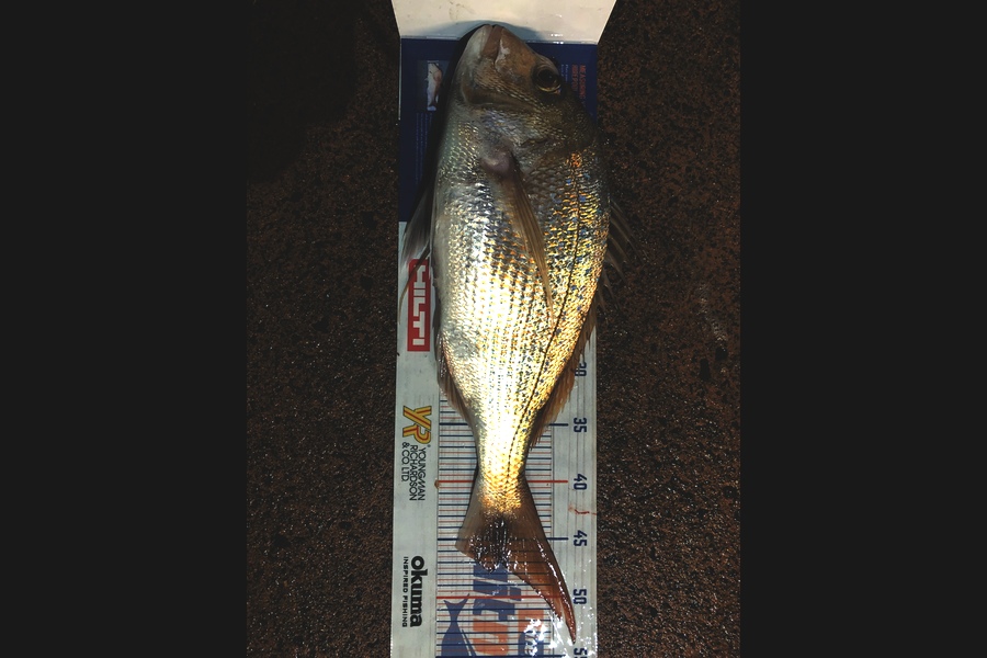 Shawn Beer caught this 47.0cm Snapper at Coromandel  during The Export NZ Fishing Competition