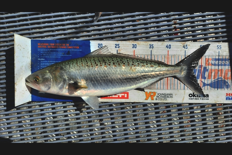 Clinton Emtage caught this 47.5cm Kahawai at Kaipara harbour during The Export NZ Fishing Competition