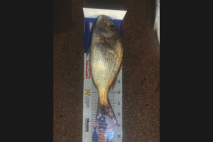 Melissa Mobbs caught this 45.0cm Snapper at Coromandel  during The Export NZ Fishing Competition