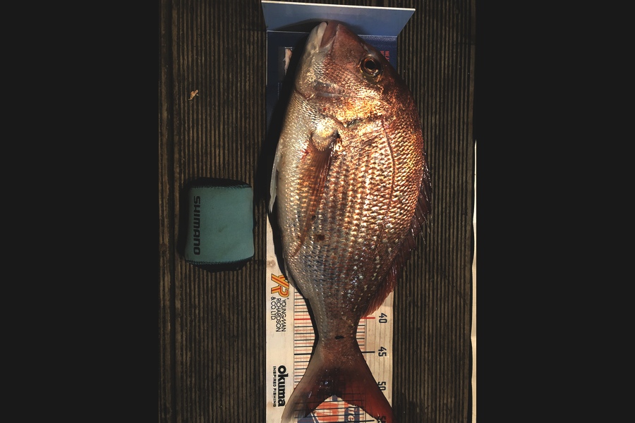 Andrew Froome caught this 50.5cm Snapper at Okato  during The Export NZ Fishing Competition
