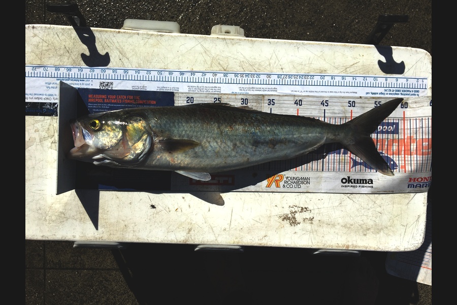 Todd Warmington  caught this 53.5cm Kahawai at Glinks gully  during The Export NZ Fishing Competition