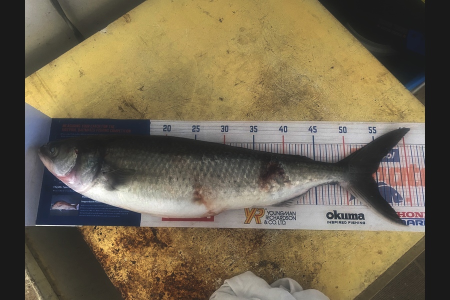 Elliot Gordon caught this 54cm Kahawai at Tauranga during The Export NZ Fishing Competition