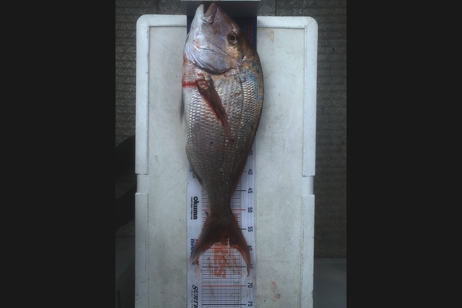 Luke Ross caught this 58.5cm Snapper at Kawhia during The Export NZ Fishing Competition