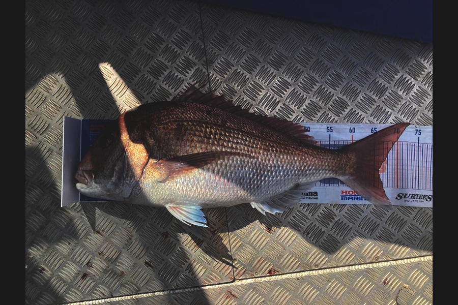 Russell Blomquist caught this 66.0cm Snapper at Whangarei during The Export NZ Fishing Competition