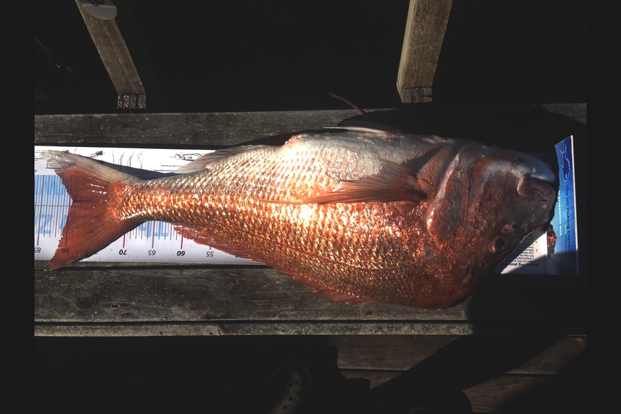 Julie Wall caught this 79.5cm Snapper at Cape Karikari during The Export NZ Fishing Competition