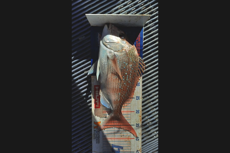 Jayden Emtage caught this 35.5cm Snapper at Kaipara harbour during The Export NZ Fishing Competition