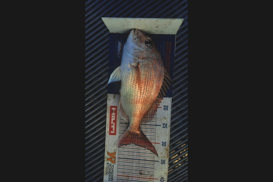 Clinton Emtage caught this 30.5cm Snapper at Kaipara harbour during The Export NZ Fishing Competition