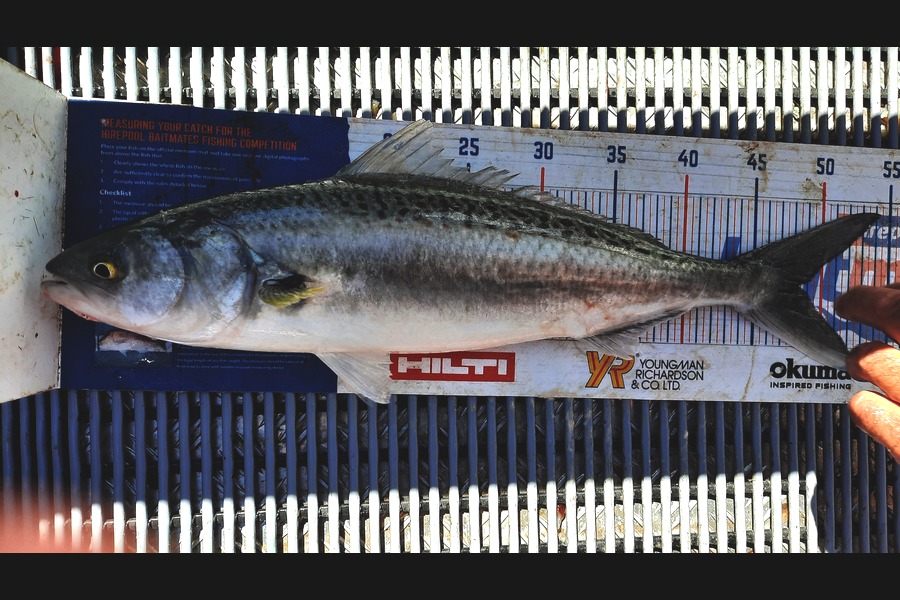 Clinton Emtage caught this 48.5cm Kahawai at Kaipara harbour during The Export NZ Fishing Competition