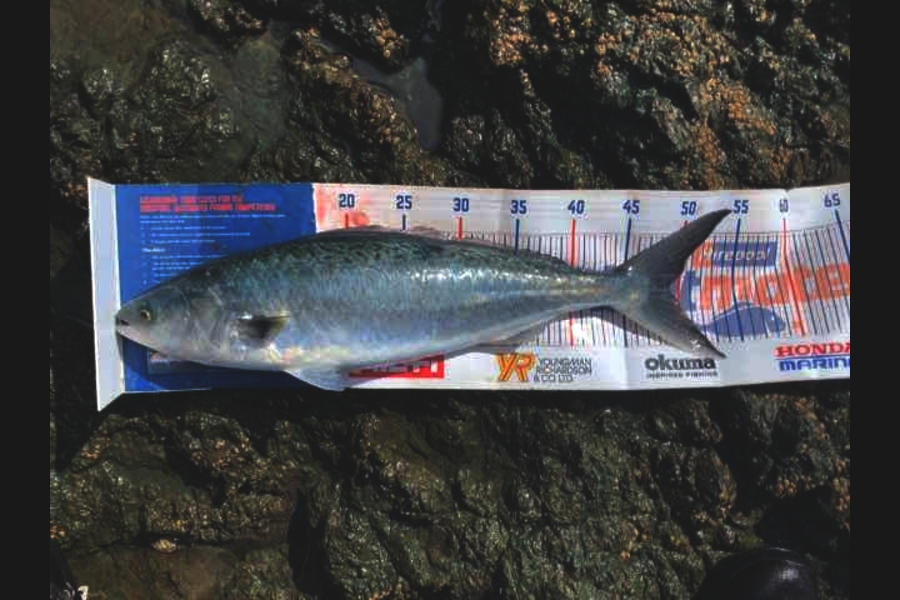 Mark Piskulic caught this 49cm Kahawai at Far north during The Export NZ Fishing Competition