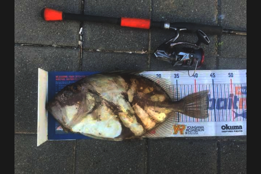 Mark Piskulic caught this 43.0cm John Dory at Far north during The Export NZ Fishing Competition