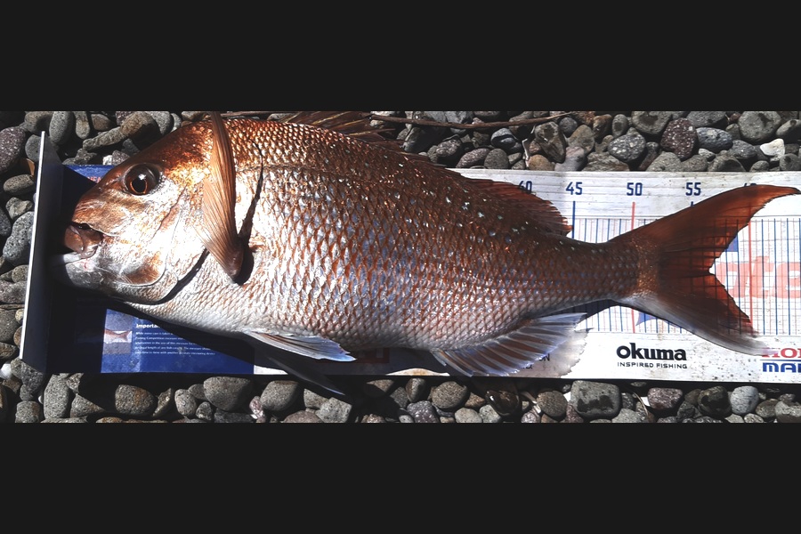 Steven White caught this 56.0cm Snapper at Papa Aroha during The Export NZ Fishing Competition