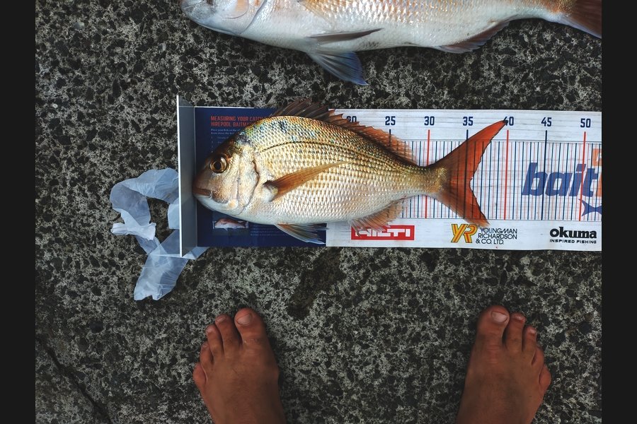 Andrew Cornelder caught this 35.5cm Snapper at Tauranga during The Export NZ Fishing Competition