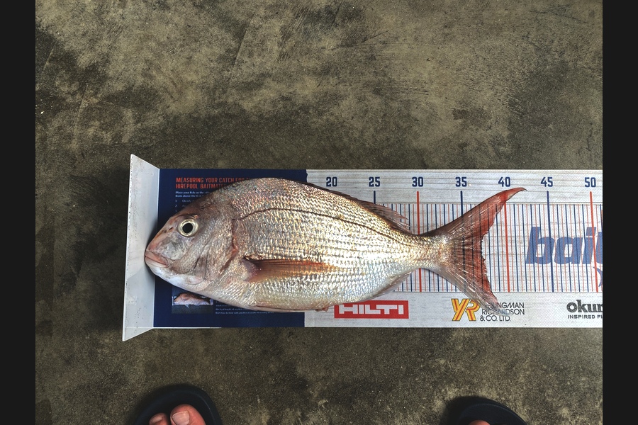 Phill Moody caught this 37.0cm Snapper at Awhitu  during The Export NZ Fishing Competition