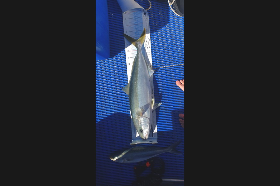 Graham Douglas caught this 78.5cm Kingfish at Bop during The Export NZ Fishing Competition