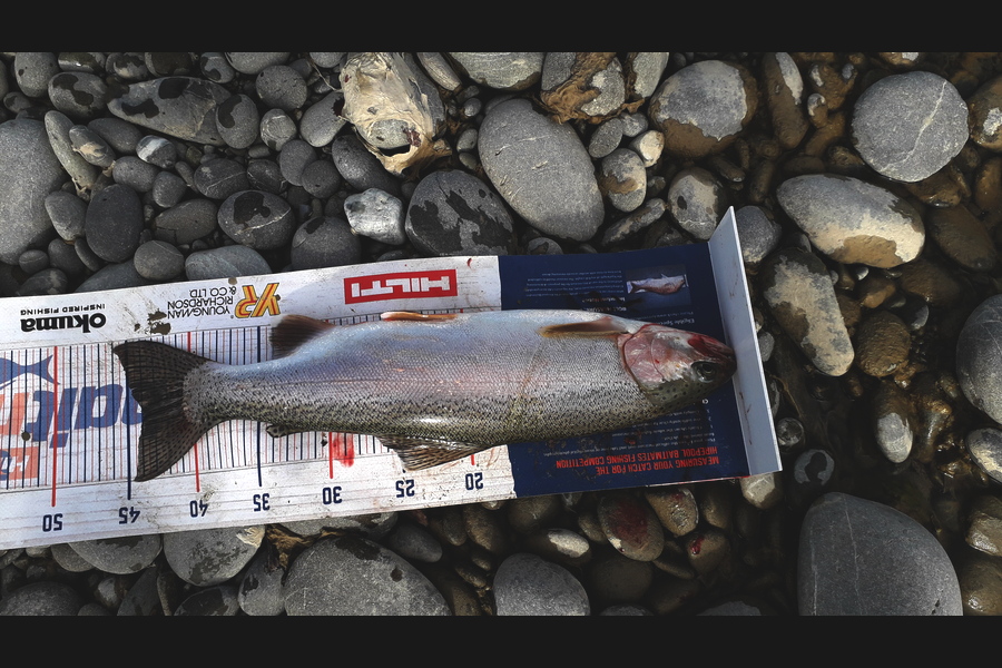 Bob Murphy caught this 44.0cm Trout at Waitaki during The Export NZ Fishing Competition