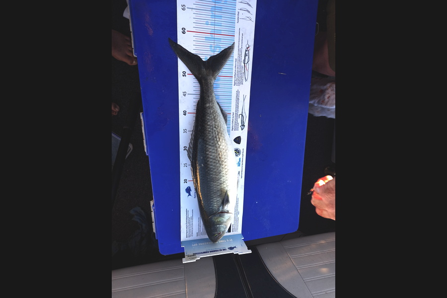 Mike Crawford caught this 53.5cm Kahawai at Waipu during The Export NZ Fishing Competition