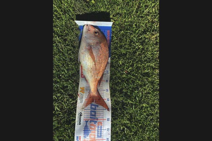 Josiah Atkinson caught this 41cm Snapper at Ohope during The Export NZ Fishing Competition