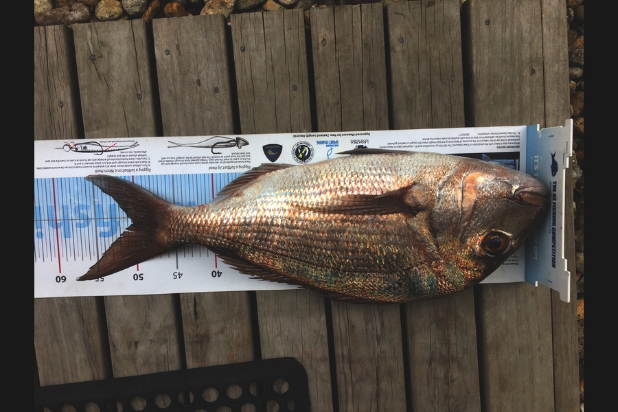 Mark Modrich caught this 50.0cm Snapper at Whangarei  during The Export NZ Fishing Competition