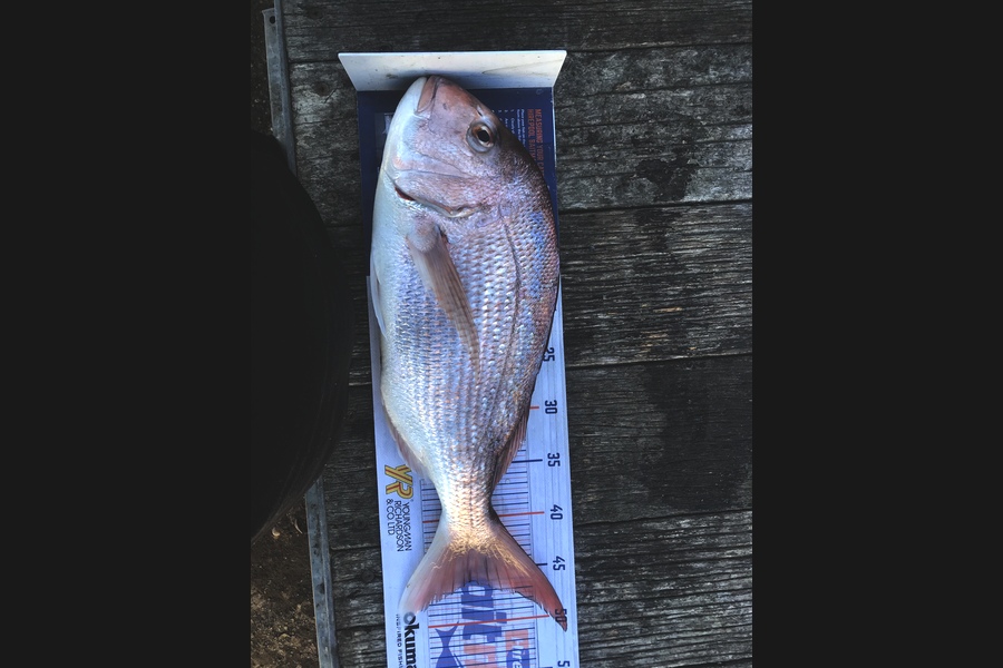 Nano Gillies caught this 46.0cm Snapper at Torere during The Export NZ Fishing Competition