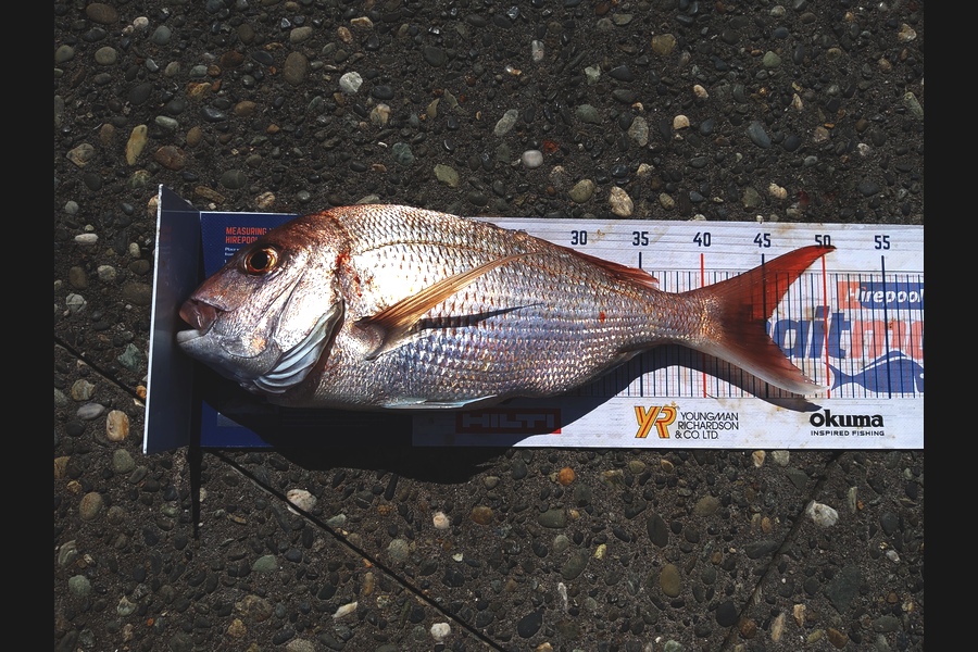Ross Brown caught this 45.0cm Snapper at Bop during The Export NZ Fishing Competition