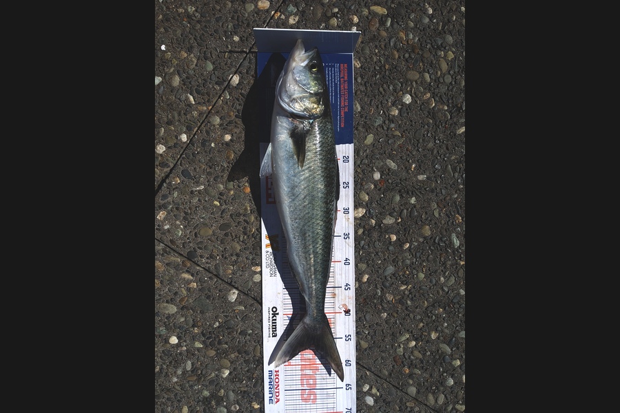 Ross Brown caught this 57cm Kahawai at Bop during The Export NZ Fishing Competition