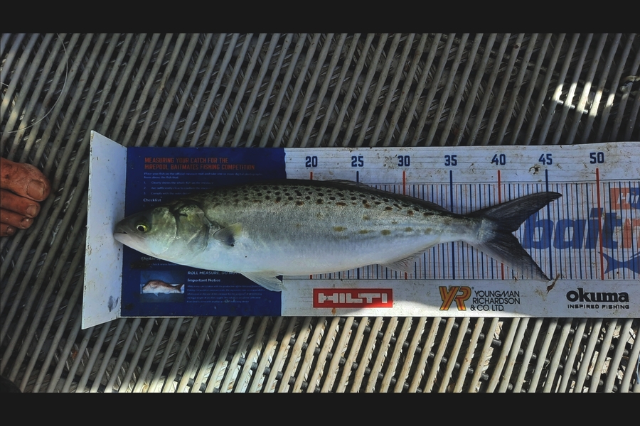 Jayden Emtage caught this 41.0cm Kahawai at Kaipara harbour during The Export NZ Fishing Competition
