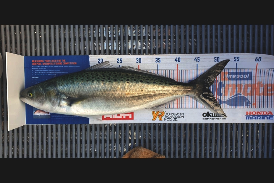 Suzanne Barker caught this 48.0cm Kahawai at Whangamata during The Export NZ Fishing Competition