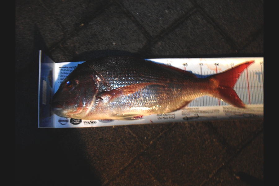 Jason Shallcrass caught this 54.5cm Snapper at papamoa during The Export NZ Fishing Competition