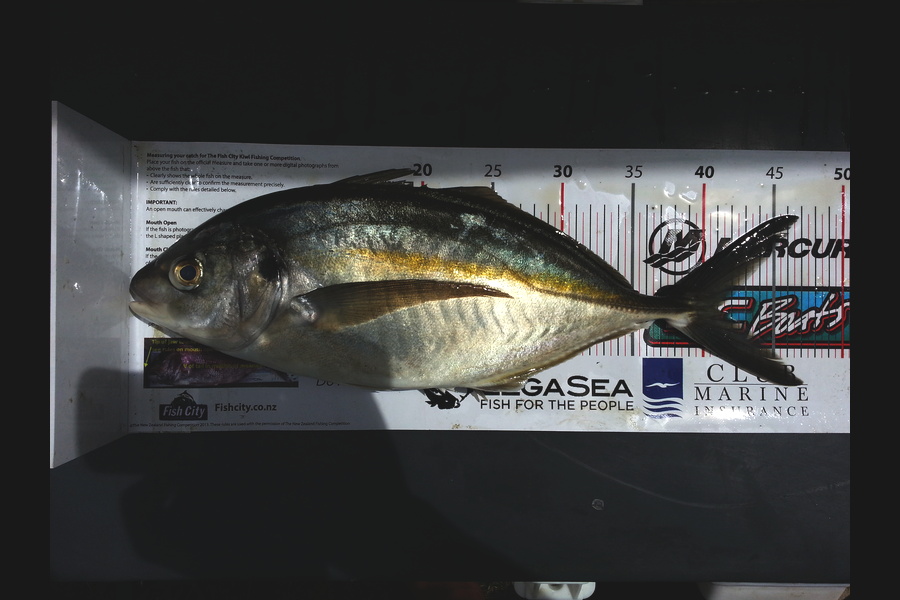 Spencer Roff caught this 40.5cm Trevally at Hen and Chickens during The Export NZ Fishing Competition