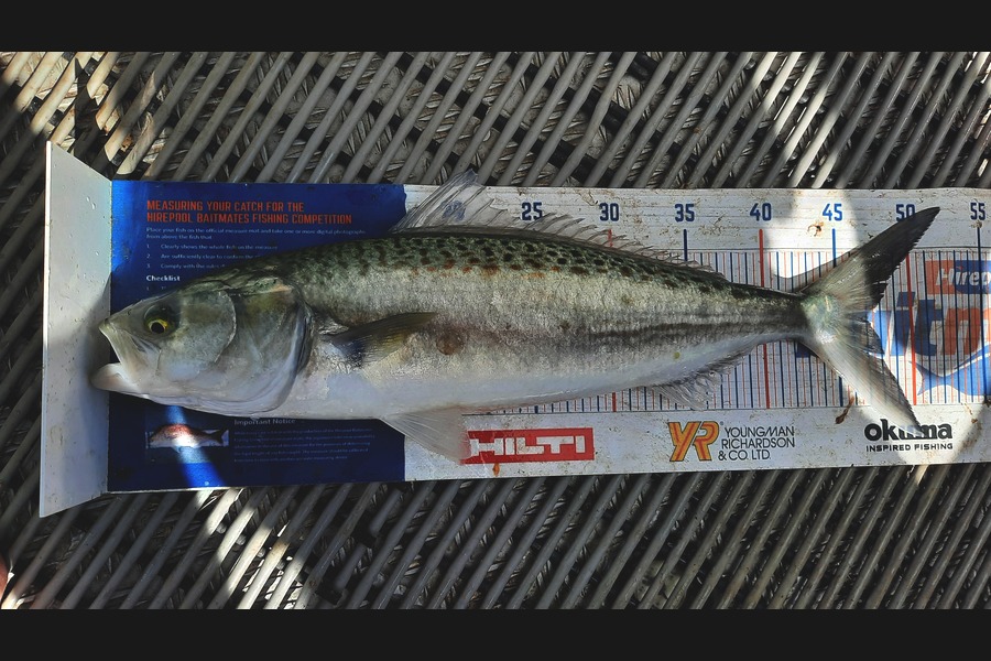 Clinton Emtage caught this 47.0cm Kahawai at Kaipara harbour during The Export NZ Fishing Competition