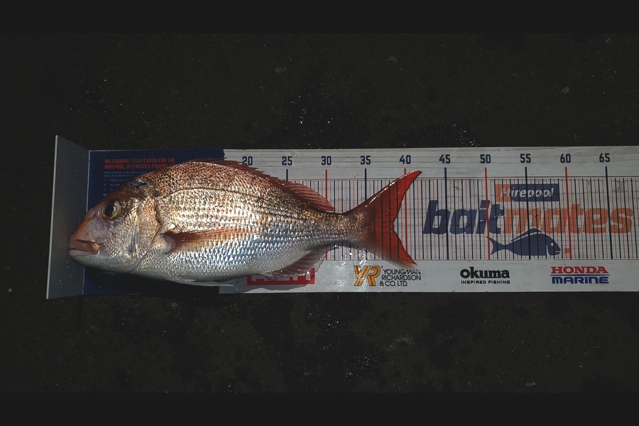 Sabin Arackal caught this 38.0cm Snapper at Hauraki Gulf. during The Export NZ Fishing Competition