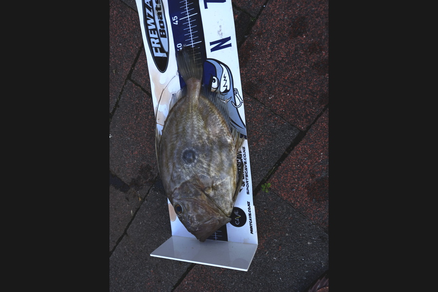 Lesley  Rose caught this 39cm John Dory at Hauraki Gulf during The Export NZ Fishing Competition