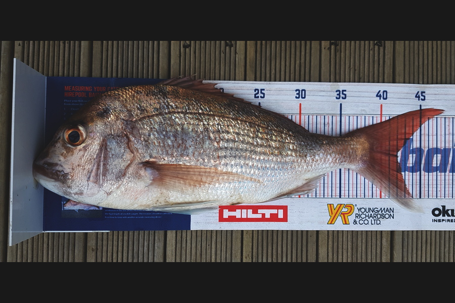 Dreese Williams caught this 42.0cm Snapper at Hauraki Gulf during The Export NZ Fishing Competition