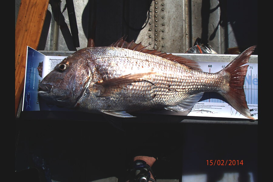 Ian R Hoskins caught this 72.0cm Snapper at Tukurua, Golden Bay during The Export NZ Fishing Competition