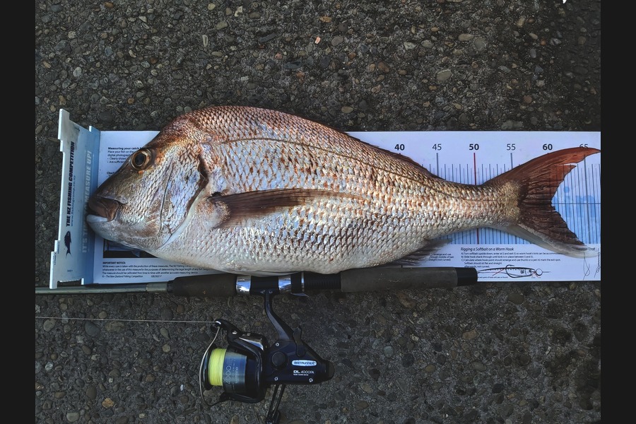 Gary Bell caught this 60.0cm Snapper at Bream Bay during The Export NZ Fishing Competition