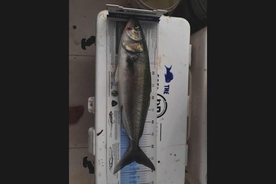 Nigel Boreham caught this 55.5cm Kahawai at Firth of Thames during The Export NZ Fishing Competition