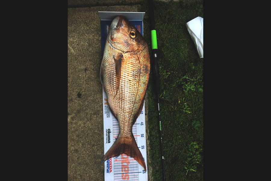 Michael Brown caught this 57.0cm Snapper at Bop during The Export NZ Fishing Competition