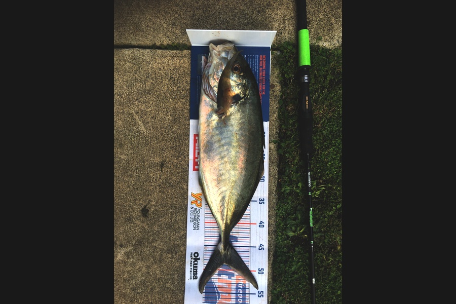 Michael Brown caught this 48.5cm Trevally at Bop during The Export NZ Fishing Competition