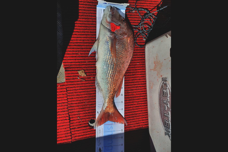 Graeme Mckay caught this 77cm Snapper at Gisborne during The Export NZ Fishing Competition