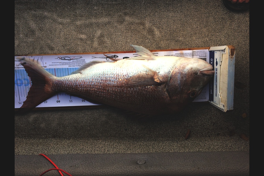 Philip Tate caught this 69.0cm Snapper at Rangitoto during The Export NZ Fishing Competition