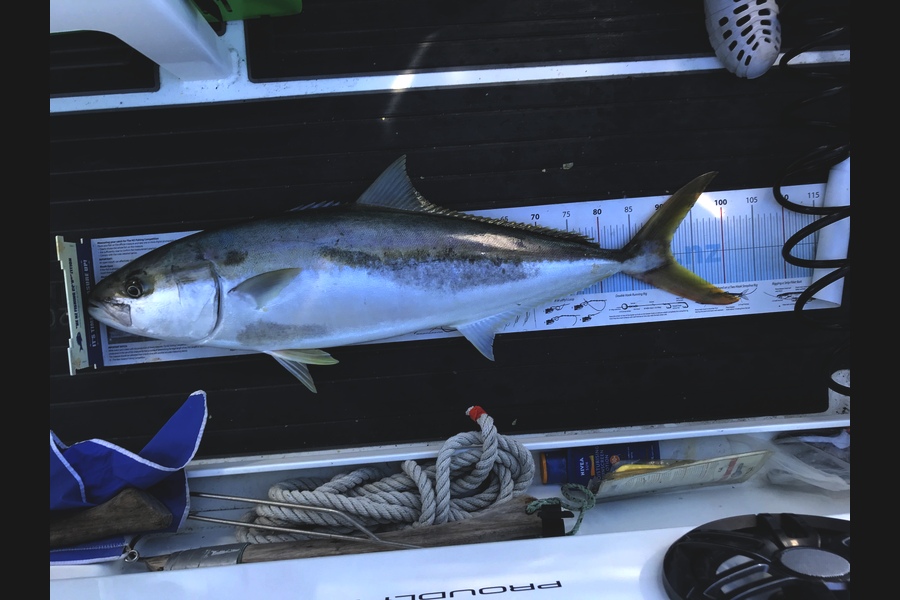 Josh (JW) Williams caught this 91.5cm Kingfish at Great Mercury Island during The Export NZ Fishing Competition