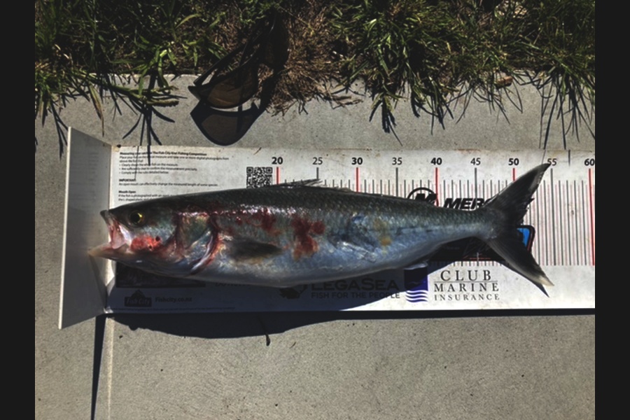 Mark Ray caught this 50.0cm Kahawai at BOP during The Export NZ Fishing Competition