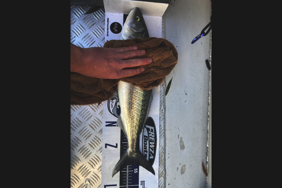 Thomas Morrison caught this 52.0cm Kahawai at Doubtless bay during The Export NZ Fishing Competition