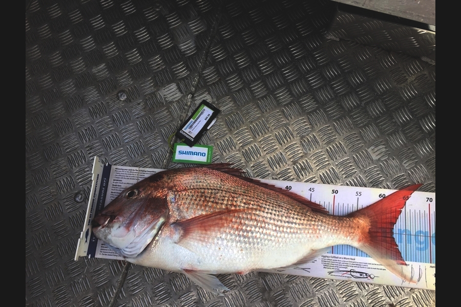 Ben Hayward caught this 62.5cm Snapper at Mana during The Export NZ Fishing Competition