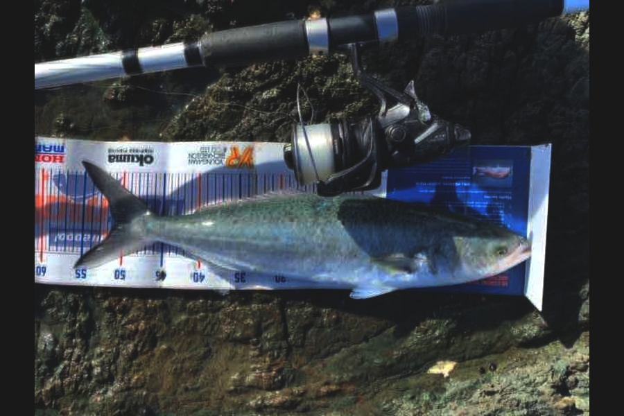 Mark Piskulic caught this 50.5cm Kahawai at Far north during The Export NZ Fishing Competition